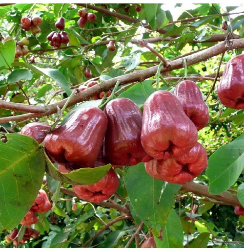 Malaysian Apple Red (Water Apple)
